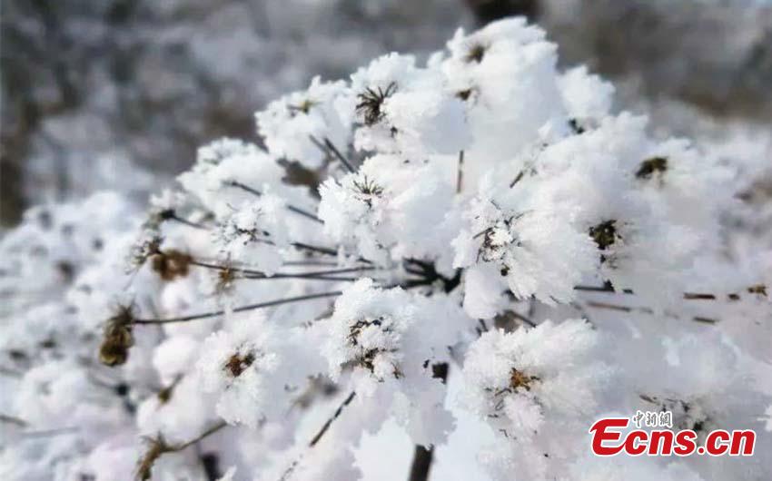 The photo taken in November, 2018 shows the rime scenery in Huzhong, northeast China\'s Heilongjiang province. If you thought it was cold where you are at this moment, then a visit to Huzhong, northeast China\'s Heilongjiang province, might change your mind. A cold front plunged the temperature well below the freezing point to -38 C recent days, the lowest this winter. (Photo: China News Service/ Tian Yunxiang)