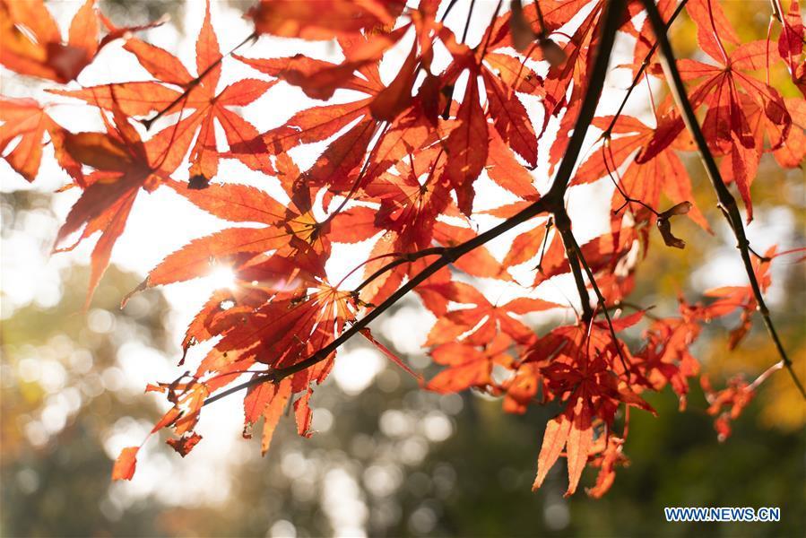 Photo taken on Nov. 25, 2018 shows the leaves colored in red of Yuelu Mountain in Changsha, central China\'s Hunan Province. (Xinhua/Zhang Xiaoyu)