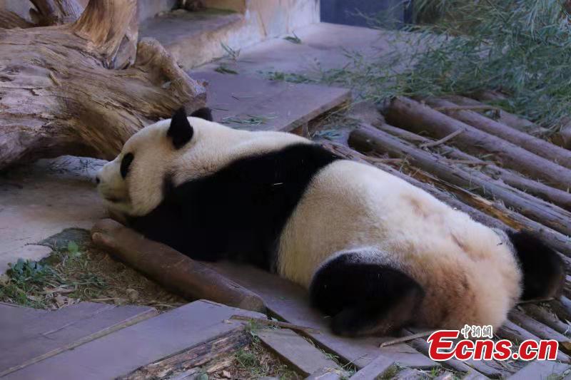 A panda enjoys winter sun bath at the Yunnan Wild Animal Park in the provincial capital of Kunming on November 28, 2018. (Photo provided to China News Service)