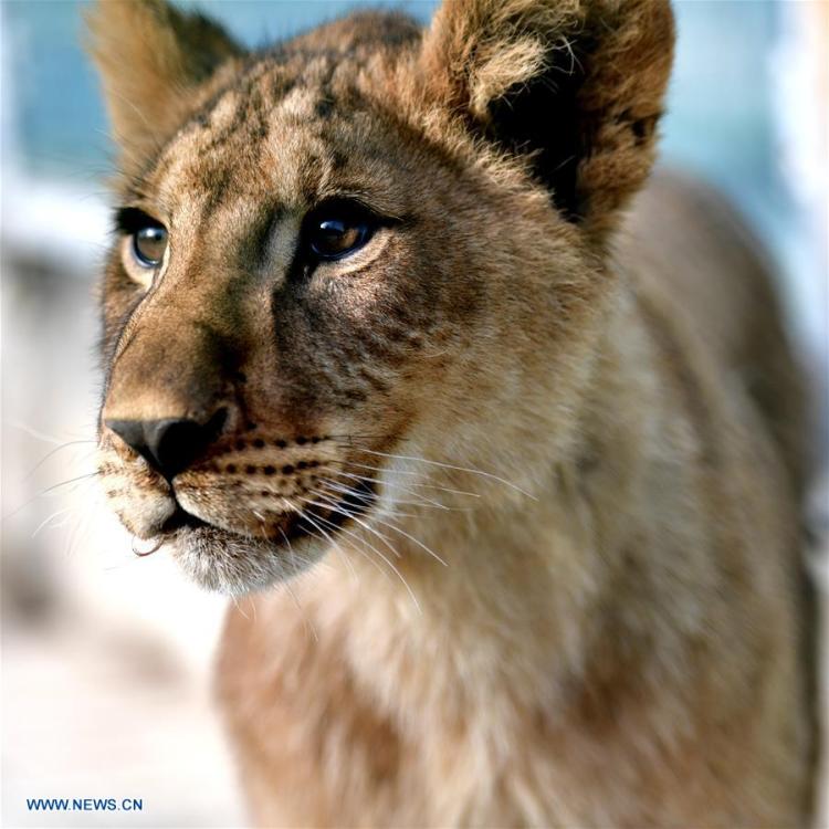 An African lion cub is seen at the Qinghai-Tibet Plateau Wild Zoo in Xining, capital of northwest China\'s Qinghai Province, Nov. 27, 2018. Three six-month-old African lions have survived the extreme environment of the Qinghai-Tibet Plateau, a new record for those breeding the species on the plateau. The three female cubs born on May 9 are now able to hunt for food by themselves. (Xinhua/Zhang Long)