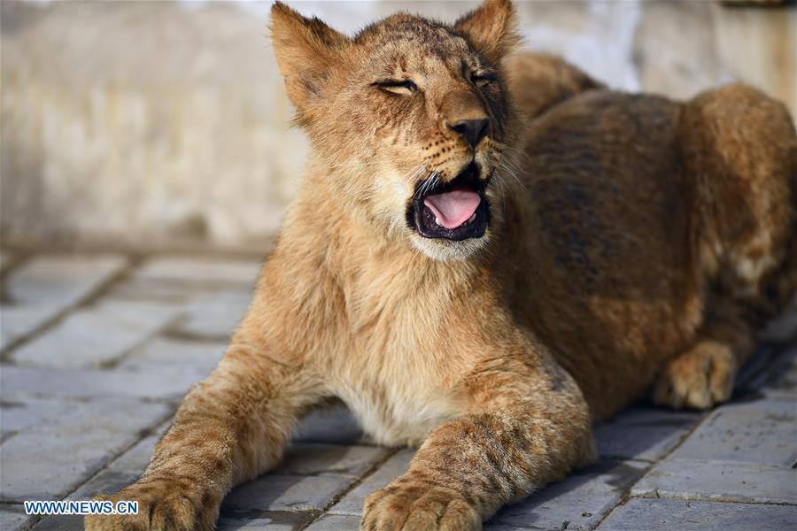 An African lion cub is seen at the Qinghai-Tibet Plateau Wild Zoo in Xining, capital of northwest China\'s Qinghai Province, Nov. 27, 2018. Three six-month-old African lions have survived the extreme environment of the Qinghai-Tibet Plateau, a new record for those breeding the species on the plateau. The three female cubs born on May 9 are now able to hunt for food by themselves. (Xinhua/Zhang Hongxiang)