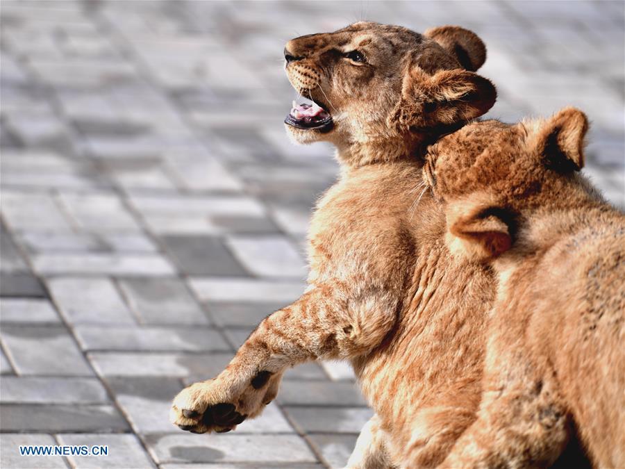 African lion cubs play at the Qinghai-Tibet Plateau Wild Zoo in Xining, capital of northwest China\'s Qinghai Province, Nov. 27, 2018. Three six-month-old African lions have survived the extreme environment of the Qinghai-Tibet Plateau, a new record for those breeding the species on the plateau. The three female cubs born on May 9 are now able to hunt for food by themselves. (Xinhua/Zhang Long)