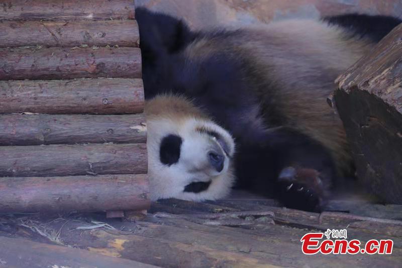 A panda enjoys winter sun bath at the Yunnan Wild Animal Park in the provincial capital of Kunming on November 28, 2018. (Photo provided to China News Service)