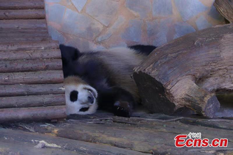A panda enjoys winter sun bath at the Yunnan Wild Animal Park in the provincial capital of Kunming on November 28, 2018. (Photo provided to China News Service)