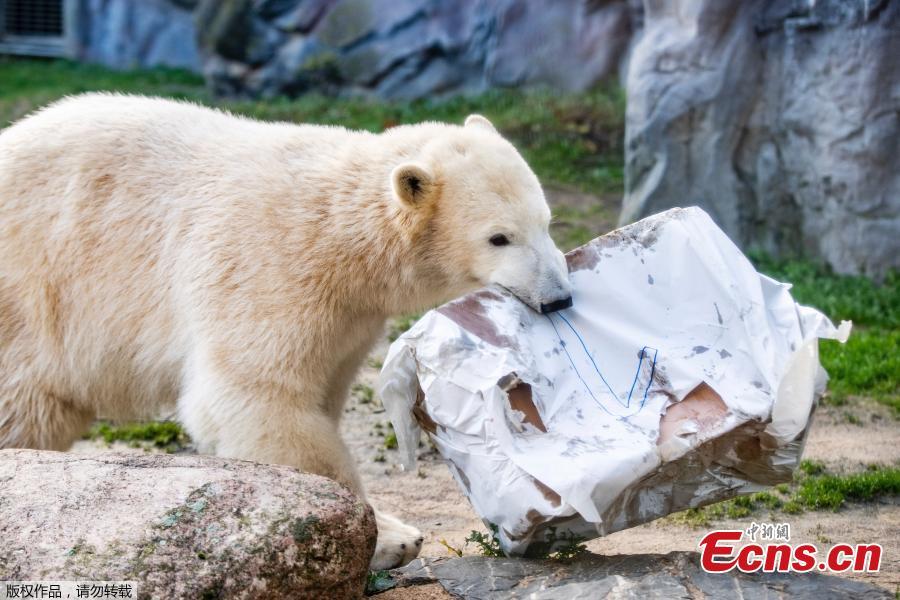 Nanook, a one-year-old polar bear plays with its birthday presents at a zoo in Gelsenkirchen, Germany on December 4, 2018. The female polar bear was born on December 4, 2017. (Photo/Agencies)