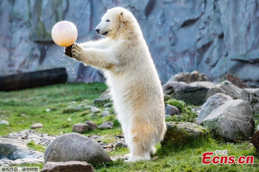 Nanook, a one-year-old polar bear plays with its birthday presents at a zoo in Gelsenkirchen, Germany on December 4, 2018. The female polar bear was born on December 4, 2017. (Photo/Agencies)