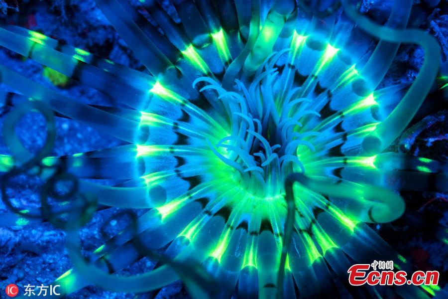 Photographer Simon Pierce, 39, took the images over several months after visiting both Nosy Sakatia in Madagascar and Mafia Island in Tanzania recently.He was thrilled to spot the biofluorescence creatures- which produce their own light-he managed to capture, including fireflies and glow worms. (Photo/IC)