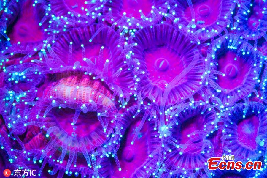 Photographer Simon Pierce, 39, took the images over several months after visiting both Nosy Sakatia in Madagascar and Mafia Island in Tanzania recently.He was thrilled to spot the biofluorescence creatures- which produce their own light-he managed to capture, including fireflies and glow worms. (Photo/IC)