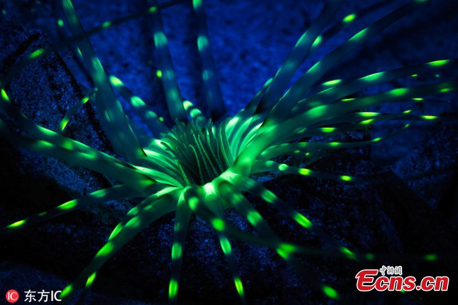 Photographer Simon Pierce, 39, took the images over several months after visiting both Nosy Sakatia in Madagascar and Mafia Island in Tanzania recently.He was thrilled to spot the biofluorescence creatures- which produce their own light-he managed to capture, including fireflies and glow worms. (Photo/IC)