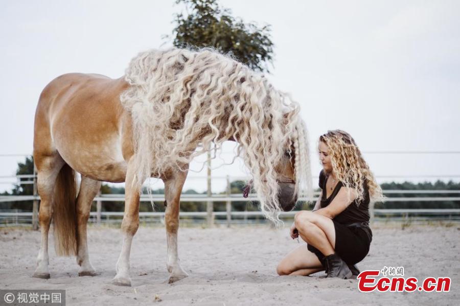 A horse almost resembles princess Rapunzel as it shows off its incredible, long blonde locks. Haflinger horses are renowned for having long manes and this female, called Storm, boasts hair which has reached more than a metre in length over the course of six years. Amateur photographer Priscilla Gijsberts captured the remarkable sight in Limburg, in the south of the Netherlands. Storm\'s owner Naomi Beckers, 24, poses with her horse. (Photo/VCG)