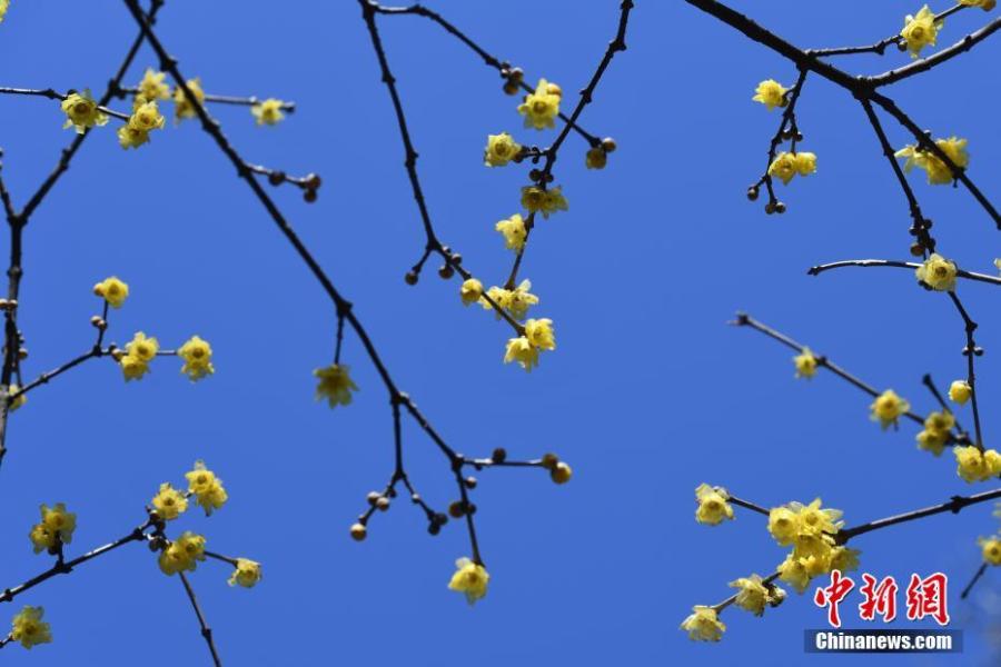Appreciating wintersweet
Wintersweet usually blossoms in mid-to-late December in some southern cities of China. Sometimes it even blooms earlier. Wintersweet originated in China and is highly appreciated in Chinese culture for its endurance in severe winters. With pine and bamboo, it is referred to as one of the Three Friends of Winter.