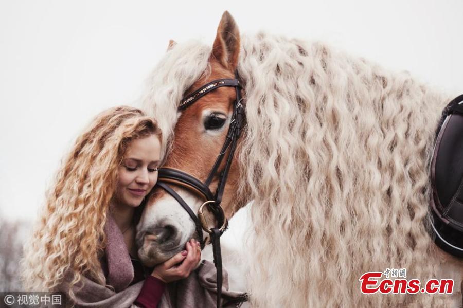 A horse almost resembles princess Rapunzel as it shows off its incredible, long blonde locks. Haflinger horses are renowned for having long manes and this female, called Storm, boasts hair which has reached more than a metre in length over the course of six years. Amateur photographer Priscilla Gijsberts captured the remarkable sight in Limburg, in the south of the Netherlands. Storm\'s owner Naomi Beckers, 24, poses with her horse. (Photo/VCG)