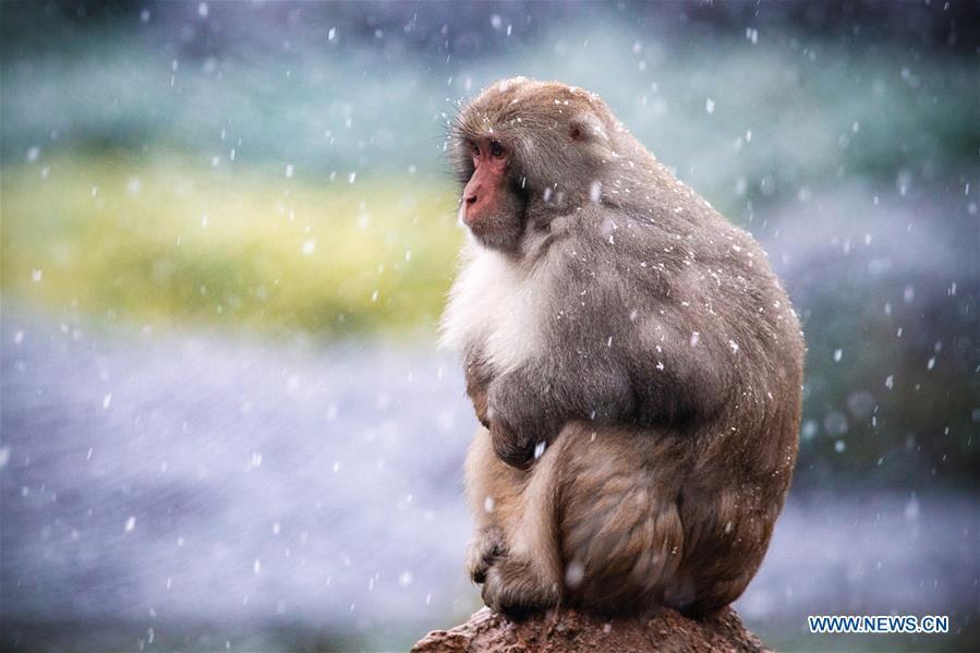 A macaque is seen in snow at Hongshan Forest Zoo in Nanjing, capital city of east China\'s Jiangsu Province, Dec. 9, 2018. (Xinhua/Su Yang)