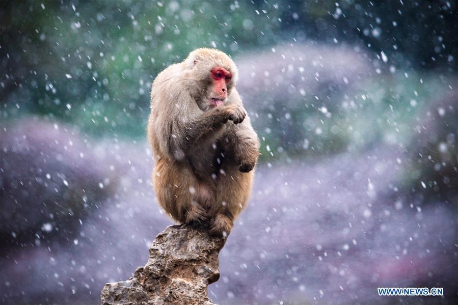A macaque is seen in snow at Hongshan Forest Zoo in Nanjing, capital city of east China\'s Jiangsu Province, Dec. 9, 2018. (Xinhua/Su Yang)