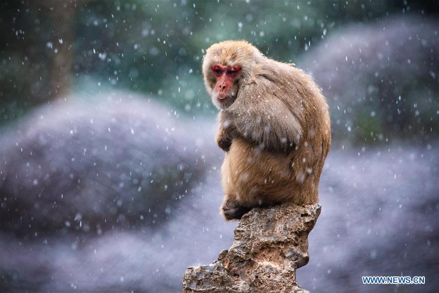 A macaque is seen in snow at Hongshan Forest Zoo in Nanjing, capital city of east China\'s Jiangsu Province, Dec. 9, 2018. (Xinhua/Su Yang)