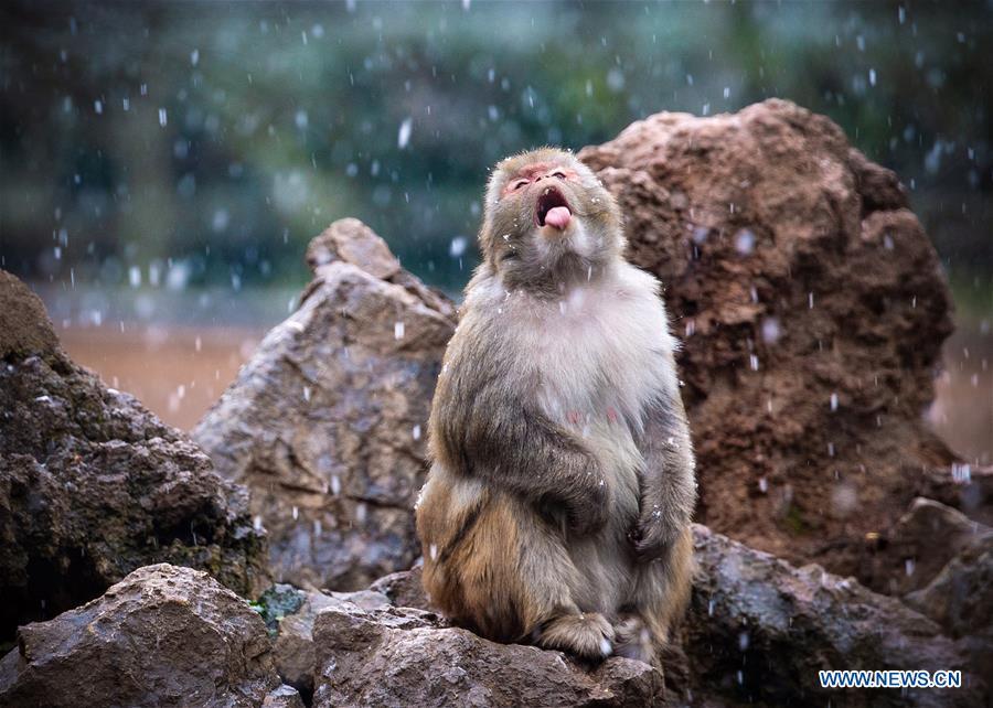 A macaque has fun in snow at Hongshan Forest Zoo in Nanjing, capital city of east China\'s Jiangsu Province, Dec. 9, 2018. (Xinhua/Su Yang)
