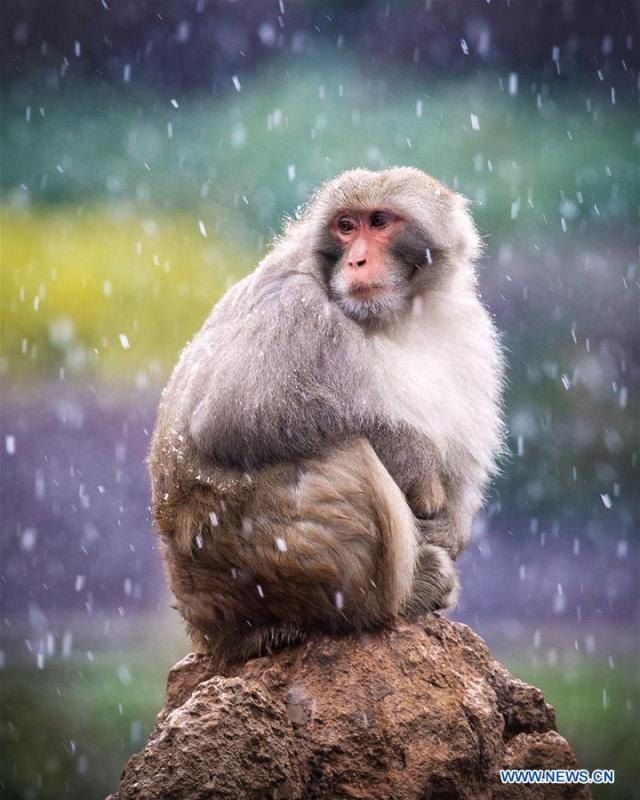 A macaque is seen in snow at Hongshan Forest Zoo in Nanjing, capital city of east China\'s Jiangsu Province, Dec. 9, 2018. (Xinhua/Su Yang)