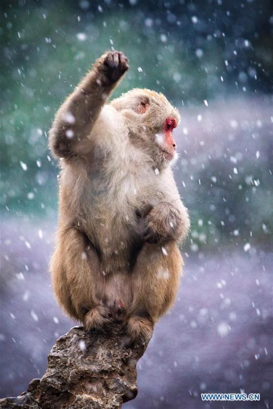 A macaque is seen in snow at Hongshan Forest Zoo in Nanjing, capital city of east China\'s Jiangsu Province, Dec. 9, 2018. (Xinhua/Su Yang)