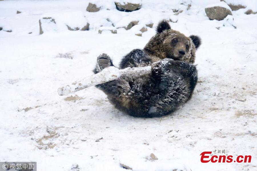 One of five brown bear cubs plays in the snow with a wooden stick at a forest park in Qingdao City, East China’s Shandong Province, Dec. 11, 2018. (Photo/VCG)