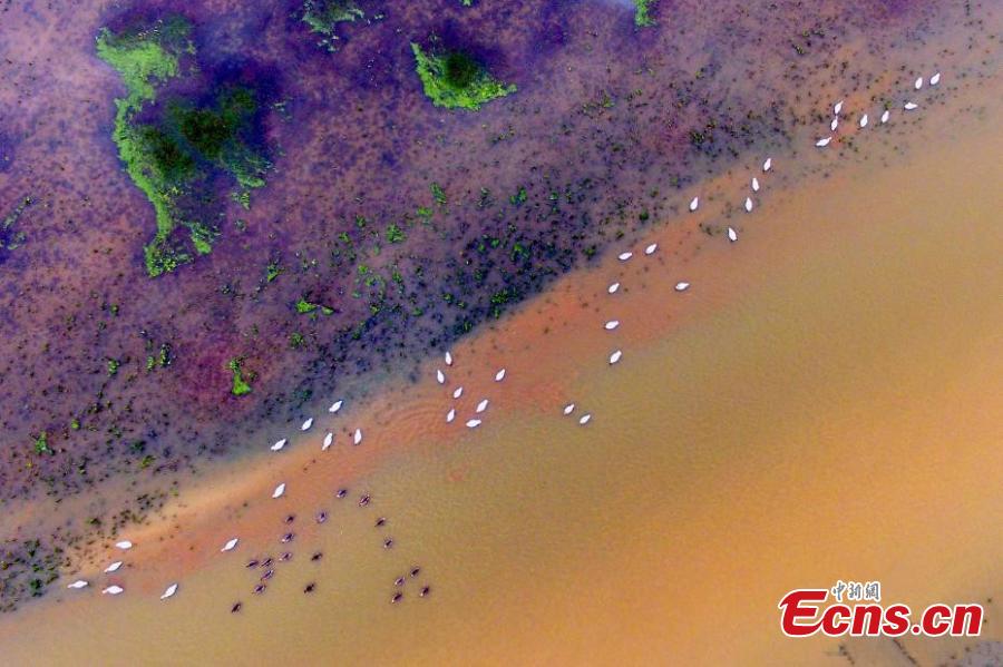 Migratory birds arrive at Poyang Lake for the winter in Duchang County, East China’s Jiangxi Province, Dec. 13, 2018. Poyang Lake, the largest freshwater lake in China, is an important wetland area and the largest migratory bird habitat in Asia in winter, attracting Siberian cranes and white-naped cranes, among other birds. (Photo: China News Service/Liu Zhankun)