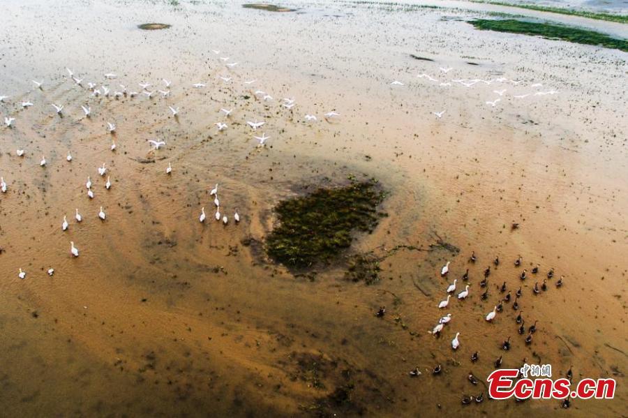 Migratory birds arrive at Poyang Lake for the winter in Duchang County, East China’s Jiangxi Province, Dec. 13, 2018. Poyang Lake, the largest freshwater lake in China, is an important wetland area and the largest migratory bird habitat in Asia in winter, attracting Siberian cranes and white-naped cranes, among other birds. (Photo: China News Service/Liu Zhankun)