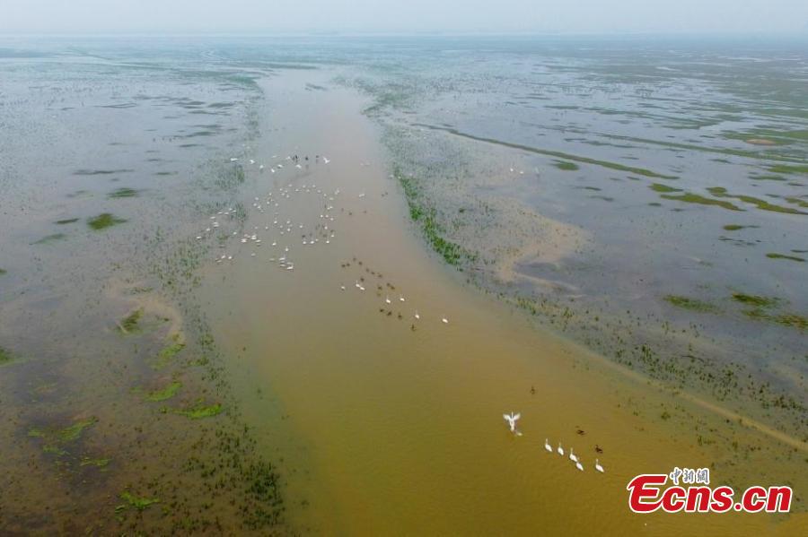 Migratory birds arrive at Poyang Lake for the winter in Duchang County, East China’s Jiangxi Province, Dec. 13, 2018. Poyang Lake, the largest freshwater lake in China, is an important wetland area and the largest migratory bird habitat in Asia in winter, attracting Siberian cranes and white-naped cranes, among other birds. (Photo: China News Service/Liu Zhankun)