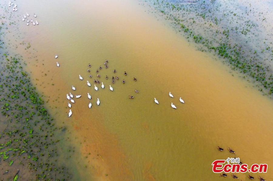 Migratory birds arrive at Poyang Lake for the winter in Duchang County, East China’s Jiangxi Province, Dec. 13, 2018. Poyang Lake, the largest freshwater lake in China, is an important wetland area and the largest migratory bird habitat in Asia in winter, attracting Siberian cranes and white-naped cranes, among other birds. (Photo: China News Service/Liu Zhankun)