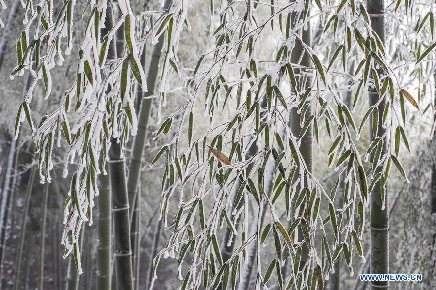 Photo taken on Dec. 13, 2018 shows the bamboo forest after a snowfall at Foziling Township of Huoshan County in the Dabieshan Mountain region, east China\'s Anhui Province. (Xinhua/Xu Cheng)
