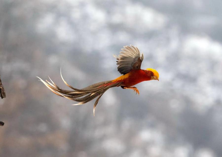 Golden pheasants, a bird species listed as a second-level protected wild animal, were seen by photographers in a snowy field in Sanmenxia city, Central China\'s Henan Province. (Photo by Zhang Rongfang for chinadaily.com.cn)
Photographers in a snowy field in Sanmenxia city, Central China\'s Henan Province, captured golden pheasants, a bird species listed as a second-level protected wild animal.
The bird is also known as the \