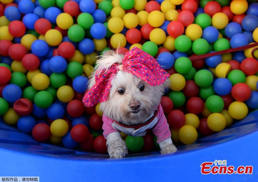 India\'s biggest pet festival Pet Fed in Delhi on Dec. 15 and 16, 2018. The festival included fashion show, security dog show, adoption camp and other activities. The 5th edition of Pet Fed focused on encouraging people into adopting Indie breeds of dogs and cats. (Photo/Agencies)
