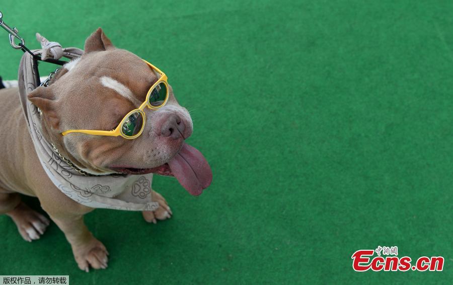 India\'s biggest pet festival Pet Fed in Delhi on Dec. 15 and 16, 2018. The festival included fashion show, security dog show, adoption camp and other activities. The 5th edition of Pet Fed focused on encouraging people into adopting Indie breeds of dogs and cats. (Photo/Agencies)