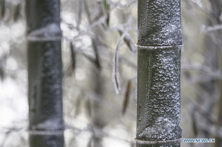 Photo taken on Dec. 13, 2018 shows the bamboo forest after a snowfall at Foziling Township of Huoshan County in the Dabieshan Mountain region, east China\'s Anhui Province. (Xinhua/Xu Cheng)