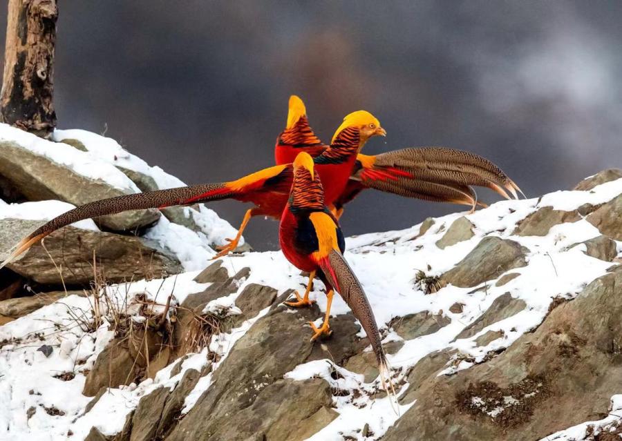 Golden pheasants, a bird species listed as a second-level protected wild animal, were seen by photographers in a snowy field in Sanmenxia city, Central China\'s Henan Province. (Photo by Zhang Rongfang for chinadaily.com.cn)