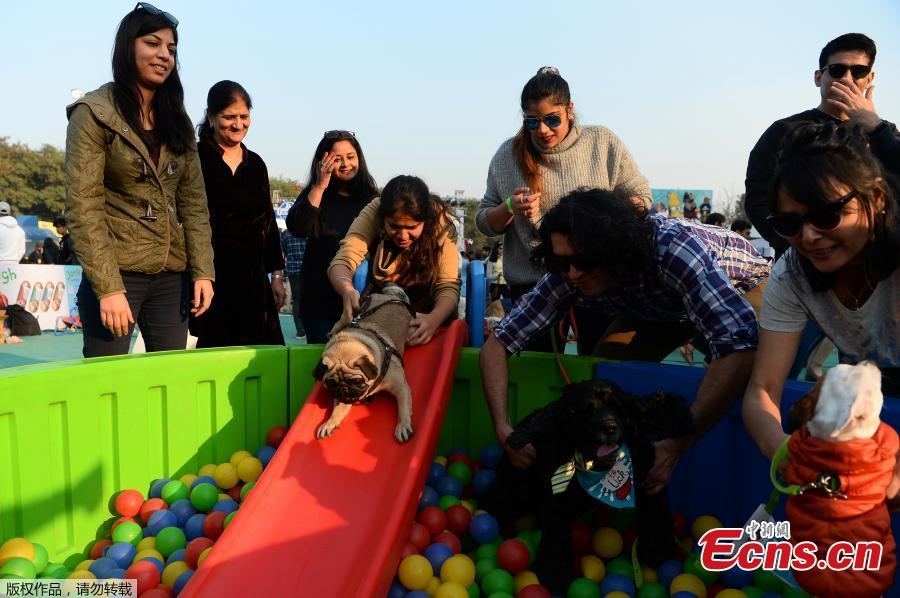 India\'s biggest pet festival Pet Fed in Delhi on Dec. 15 and 16, 2018. The festival included fashion show, security dog show, adoption camp and other activities. The 5th edition of Pet Fed focused on encouraging people into adopting Indie breeds of dogs and cats. (Photo/Agencies)