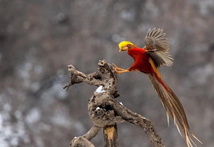 Golden pheasants, a bird species listed as a second-level protected wild animal, were seen by photographers in a snowy field in Sanmenxia city, Central China\'s Henan Province. (Photo by Zhang Rongfang for chinadaily.com.cn)