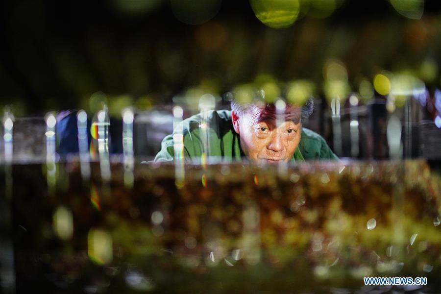 Villager Tan Han checks the extracted camellia oil, also known as tea seed oil, in Licha Village of Longsheng County, south China\'s Guangxi Zhuang Autonomous Region, Dec. 17, 2018. Camellia oil made with traditional methods by workshops in the village is quite popular in market because of its better quality and longer guarantee. (Xinhua/Huang Yongdan)
