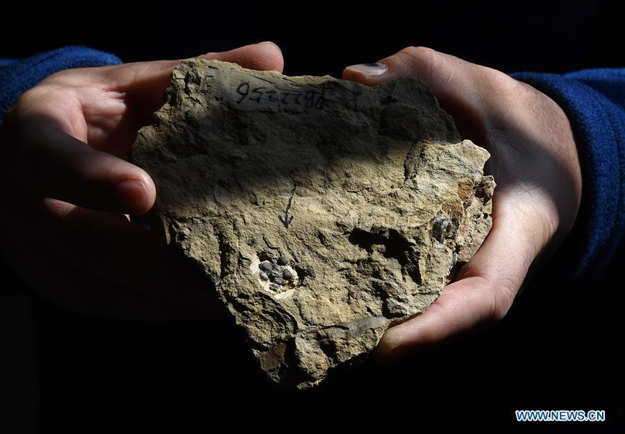 A researcher shows the flower fossils at Nanjing Institute of Geology and Palaeontology in Nanjing, east China\'s Jiangsu Province, Dec. 18, 2018. Scientists have found new evidence of the world\'s earliest fossil flower from specimens unearthed in the eastern China city of Nanjing, dating the origin of flowering plants to 174 million years ago, or the Early Jurassic. An international research team led by scientists from the Nanjing Institute of Geology and Palaeontology has made an observation of the specimens, which contain 198 individual flowers preserved on 34 slabs. They named the flower, which has four to five petals and looks like modern plum blossom, Nanjinganthus. The research pushed the origin of flowering plants 50 million years earlier than the record of previously available fossils, which suggested flowering plants appeared about 125 million years ago in the Cretaceous, an era during which many insects such as bees appeared. The Early Jurassic is known as the period that saw dinosaurs dominating the planet. The discovery reshapes the current understanding of the evolution of flowers. (Xinhua/Sun Can)