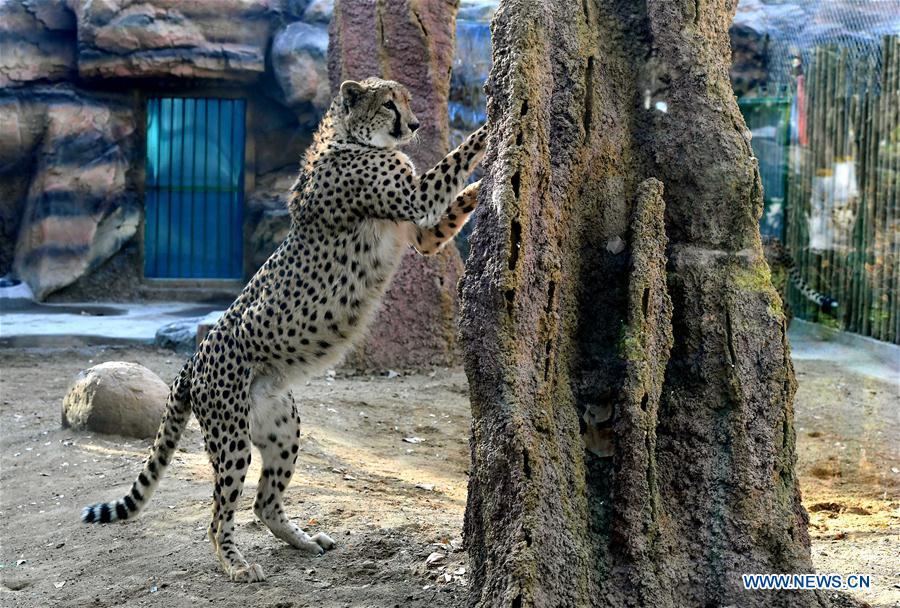 A cheetah plays in the cheetah house at the Zhengzhou Zoo in Zhengzhou, capital of central China\'s Henan Province, Dec. 18, 2018. Zhengzhou Zoo has welcomed five couples of cheetahs from South Africa for the first time recently. (Xinhua/Li An)