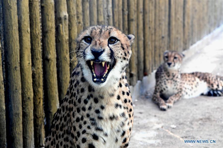 Cheetahs are seen in the Zhengzhou Zoo in Zhengzhou, capital of central China\'s Henan Province, Dec. 18, 2018. Zhengzhou Zoo has welcomed five couples of cheetahs from South Africa for the first time recently. (Xinhua/Li An)