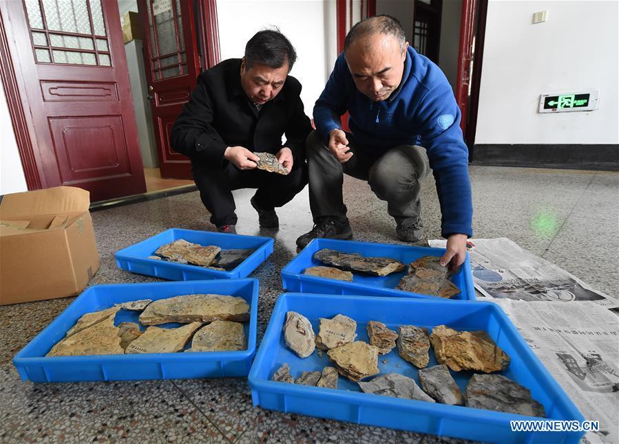 Researchers Wang Xin (L) and Fu Qiang arrange the flower fossils Nanjing Institute of Geology and Palaeontology in Nanjing, east China\'s Jiangsu Province, Dec. 18, 2018. Scientists have found new evidence of the world\'s earliest fossil flower from specimens unearthed in the eastern China city of Nanjing, dating the origin of flowering plants to 174 million years ago, or the Early Jurassic. An international research team led by scientists from the Nanjing Institute of Geology and Palaeontology has made an observation of the specimens, which contain 198 individual flowers preserved on 34 slabs. They named the flower, which has four to five petals and looks like modern plum blossom, Nanjinganthus. The research pushed the origin of flowering plants 50 million years earlier than the record of previously available fossils, which suggested flowering plants appeared about 125 million years ago in the Cretaceous, an era during which many insects such as bees appeared. The Early Jurassic is known as the period that saw dinosaurs dominating the planet. The discovery reshapes the current understanding of the evolution of flowers. (Xinhua/Sun Can)