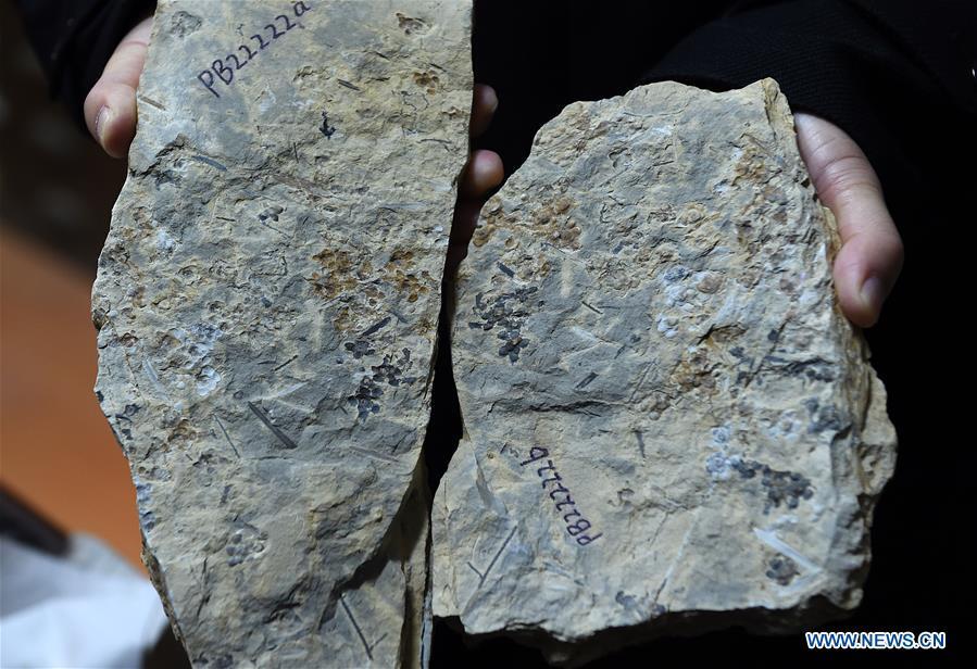 A researcher shows the flower fossils at Nanjing Institute of Geology and Palaeontology in Nanjing, east China\'s Jiangsu Province, Dec. 18, 2018. Scientists have found new evidence of the world\'s earliest fossil flower from specimens unearthed in the eastern China city of Nanjing, dating the origin of flowering plants to 174 million years ago, or the Early Jurassic. An international research team led by scientists from the Nanjing Institute of Geology and Palaeontology has made an observation of the specimens, which contain 198 individual flowers preserved on 34 slabs. They named the flower, which has four to five petals and looks like modern plum blossom, Nanjinganthus. The research pushed the origin of flowering plants 50 million years earlier than the record of previously available fossils, which suggested flowering plants appeared about 125 million years ago in the Cretaceous, an era during which many insects such as bees appeared. The Early Jurassic is known as the period that saw dinosaurs dominating the planet. The discovery reshapes the current understanding of the evolution of flowers. (Xinhua/Sun Can)
