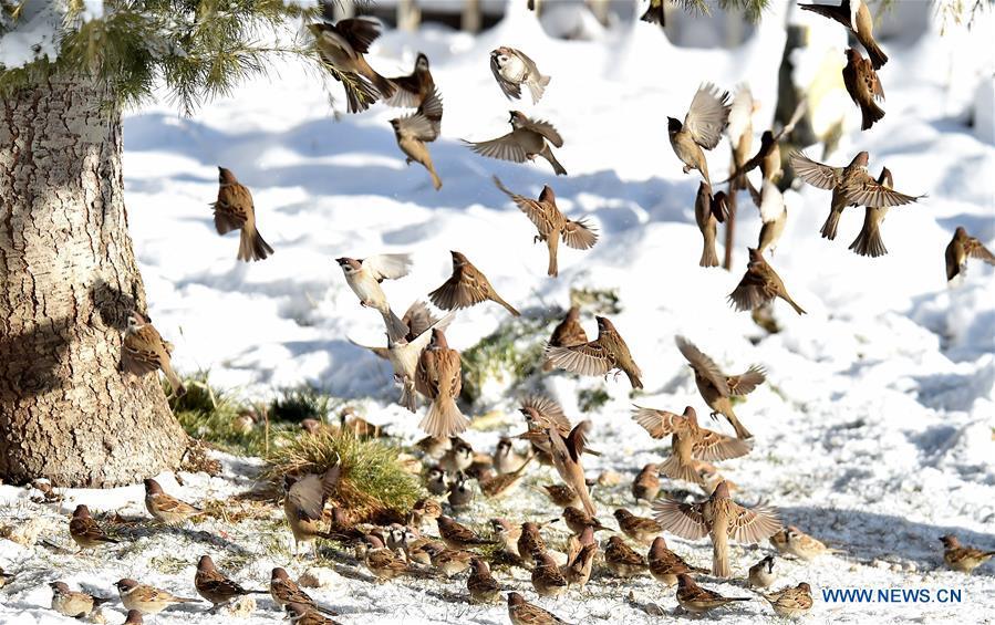 Birds are seen at the snow-covered Potala Palace square in Lhasa, capital of southwest China\'s Tibet Autonomous Region, Dec. 19, 2018. Lhasa witnessed the first snow this winter on Tuesday. (Xinhua/Chogo)