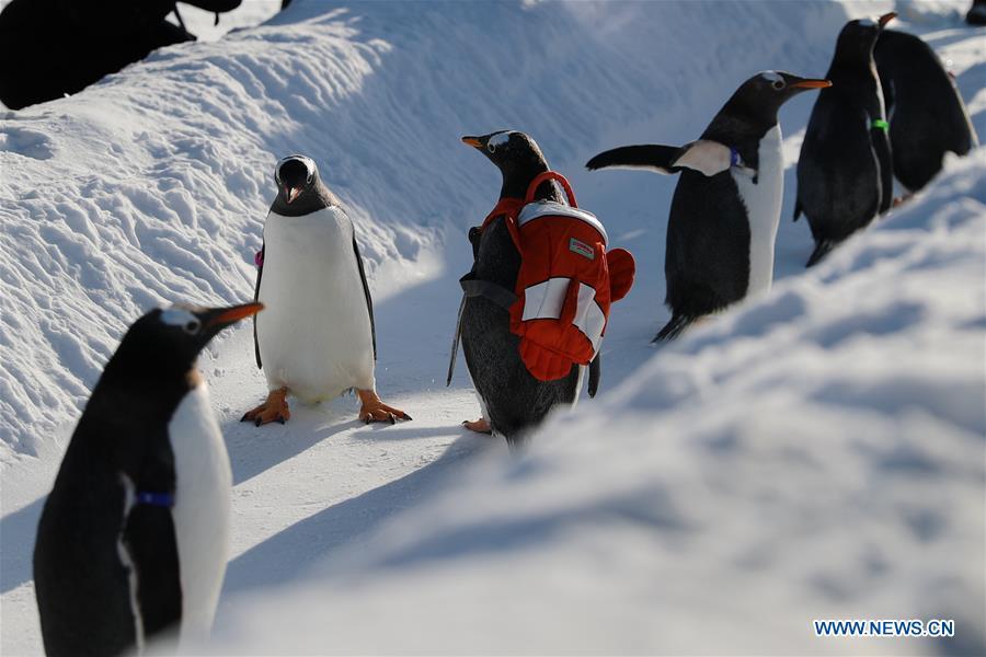 Penguins of Harbin Polarland play outside in Harbin, northeast China\'s Heilongjiang Province, Dec. 24, 2018. (Xinhua/Cao Jiyang)