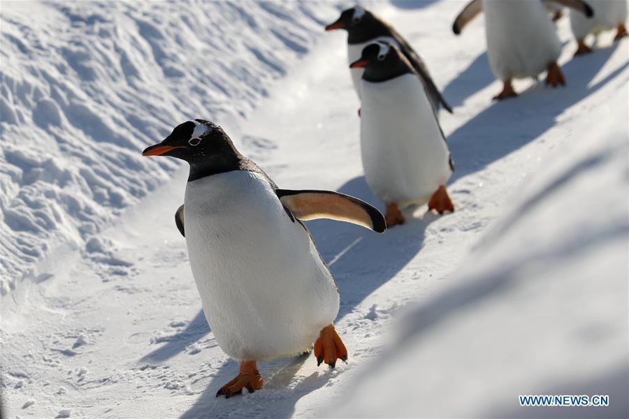 Penguins of Harbin Polarland play outside in Harbin, northeast China\'s Heilongjiang Province, Dec. 24, 2018. (Xinhua/Cao Jiyang)