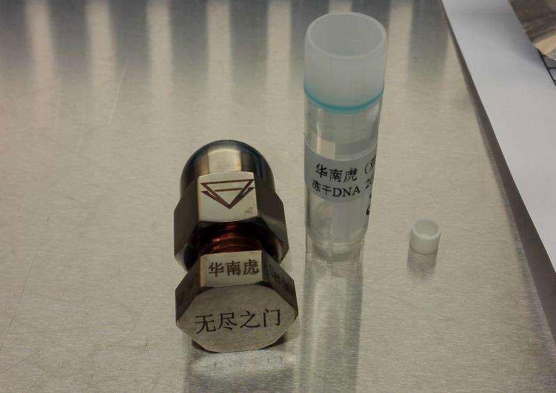 The container for holding the dry powder of DNA of a South China tiger.(Photo provided to chinadaily.com.cn)
It helps prevent the risk of losing such resources and may provide the last defense of original gene data of species on earth, protecting it from human influence.
The South China tiger used to inhabit eastern, central and southern China, and stands out as a tiger species unique to China. Living South China tigers are currently seen only in zoos.
The transport this time was arranged in partnership with Endless Door, an aerospace technology company in Shenzhen, Guangdong province, which has jointly developed containers for the dried DNA powder together with China Academy of Launch Vehicle Technology.
The container is designed to safeguard against space radiation and sudden high temperatures.
Previous research has proven successful storage of human and animal gene samples can be achieved in orbit.