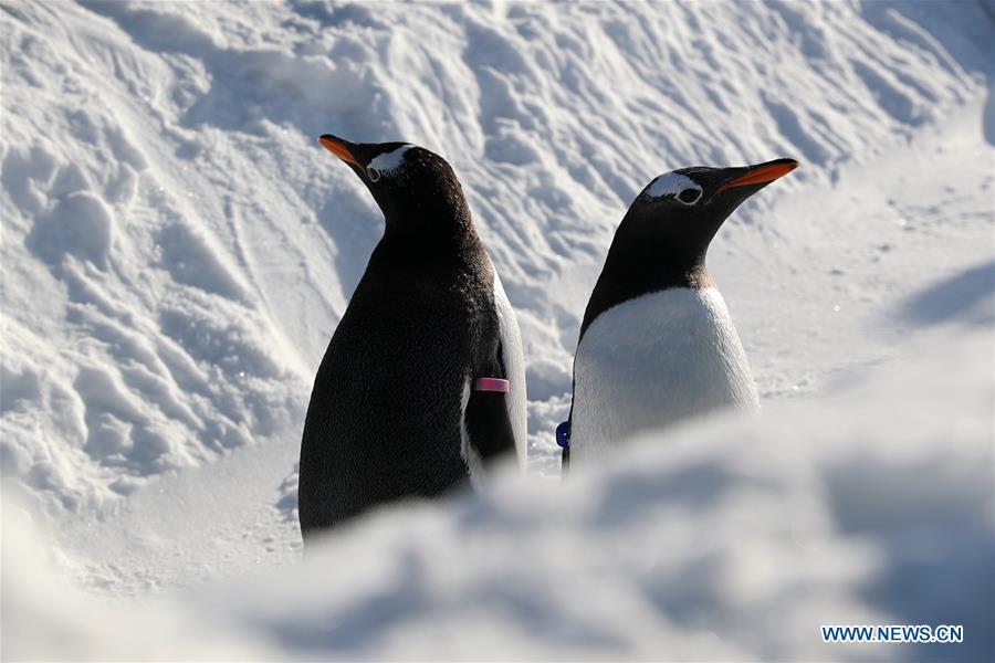 Penguins of Harbin Polarland play outside in Harbin, northeast China\'s Heilongjiang Province, Dec. 24, 2018. (Xinhua/Cao Jiyang)