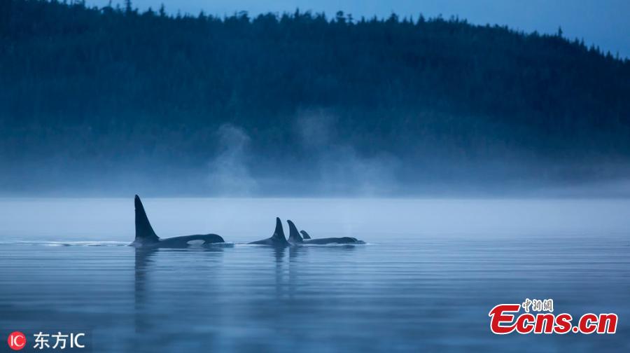 Kayakers were stunned to have an incredibly close encounter with two killer whales while out on the water. Photography guide Steven Rose, 62, filmed the amazing scenes in the Johnstone Strait, south of Telegraph Cove in Vancouver Island, British Colombia, earlier this year. Steven, 62, from Toronto, was kayaking with his daughter when the majestic orcas - which were hunting salmon - swam under their vessels. (Photo/IC)