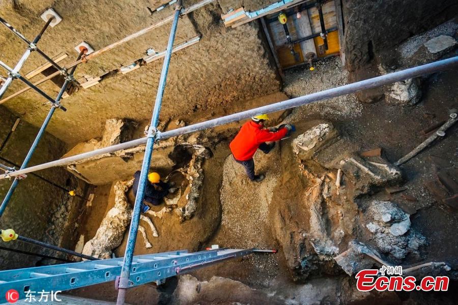 An archaeologist inspects the remains of a horse skeleton in the Pompeii archaeological site, Italy, Dec. 23, 2018. A tall horse, well-groomed with the saddle and the richly decorated bronze trimmings, believed to have belonged to a high rank military magistrate has been recently discovered, Professor Massimo Osanna, director of the Pompeii archeological site said to the Italian news agency ANSA. (Photo/IC)