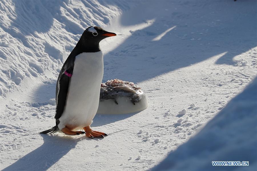 A penguin of Harbin Polarland stands next to a fish cake in Harbin, northeast China\'s Heilongjiang Province, Dec. 24, 2018. (Xinhua/Cao Jiyang)