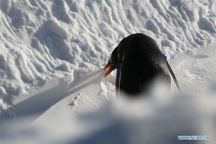 A penguin of Harbin Polarland plays outside in Harbin, northeast China\'s Heilongjiang Province, Dec. 24, 2018. (Xinhua/Cao Jiyang)